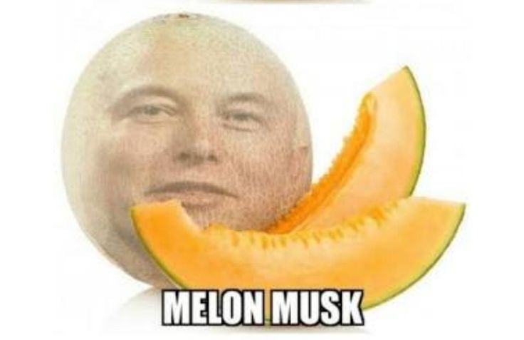 melon musk