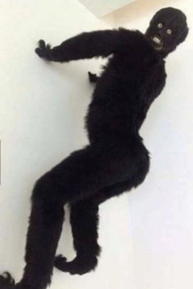 wtf hairy black hairy thing standing on the wall 