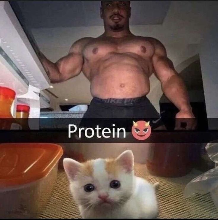 sad kitten protein gym dank meme bodybuilder cat