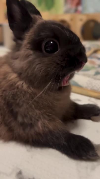 bunnies yawning cute