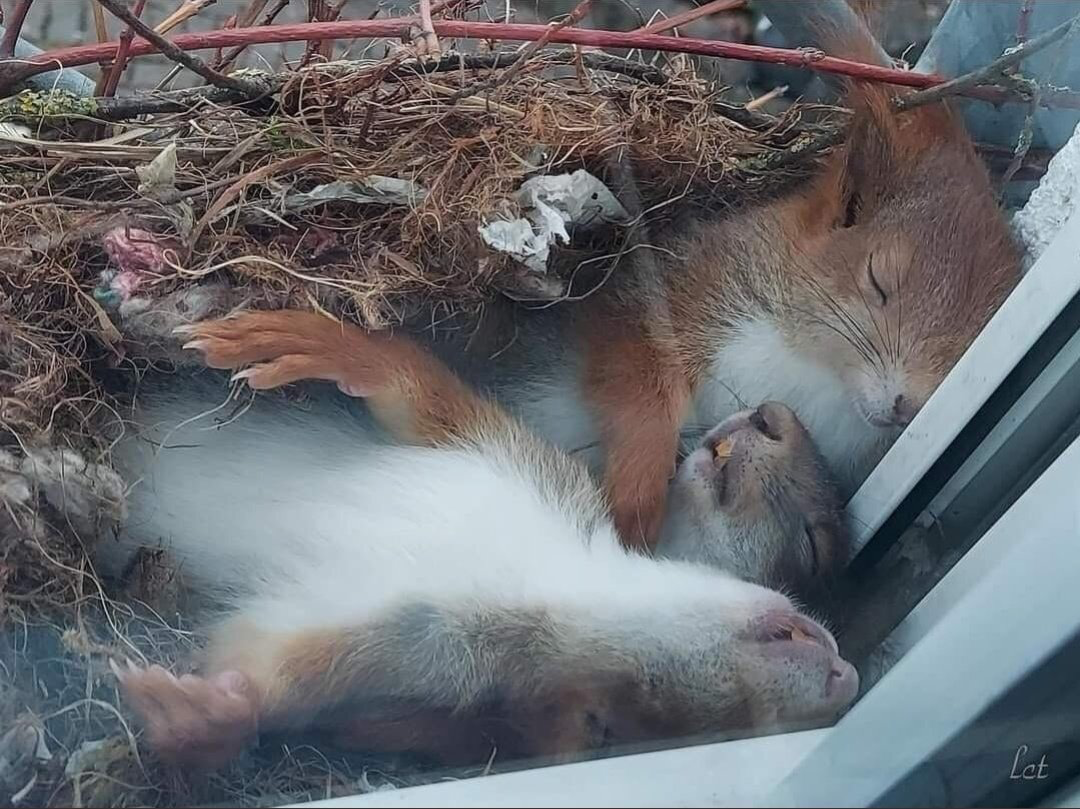 cute animals sleeping aww squirrel 