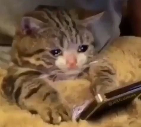 sad kitten with phone silly kitten