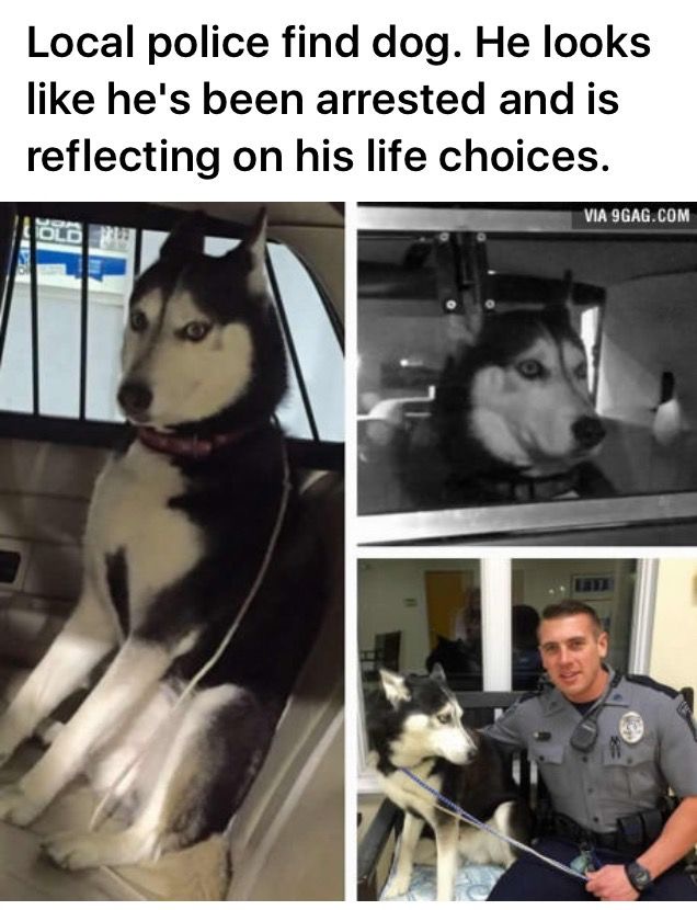 Local police find dog. He looks like he's been arrested and is reflecting on his life choices.
VIA 9GAG. COM
6i funny dog meme