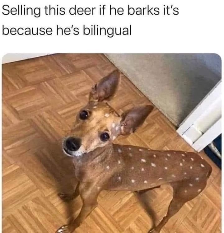 Selling this deer if he barks it's because he's bilingual animal meme dog