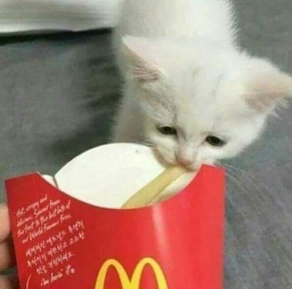 kitten eating mcdonalds fries silly kitten