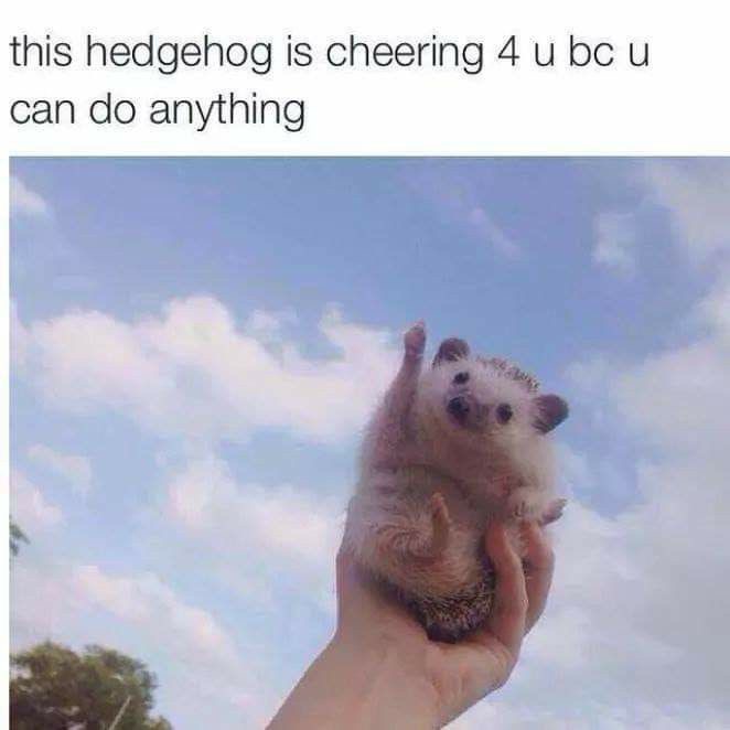 this hedgehog is cheering 4 u bc u can do anything positive meme animal uplifting