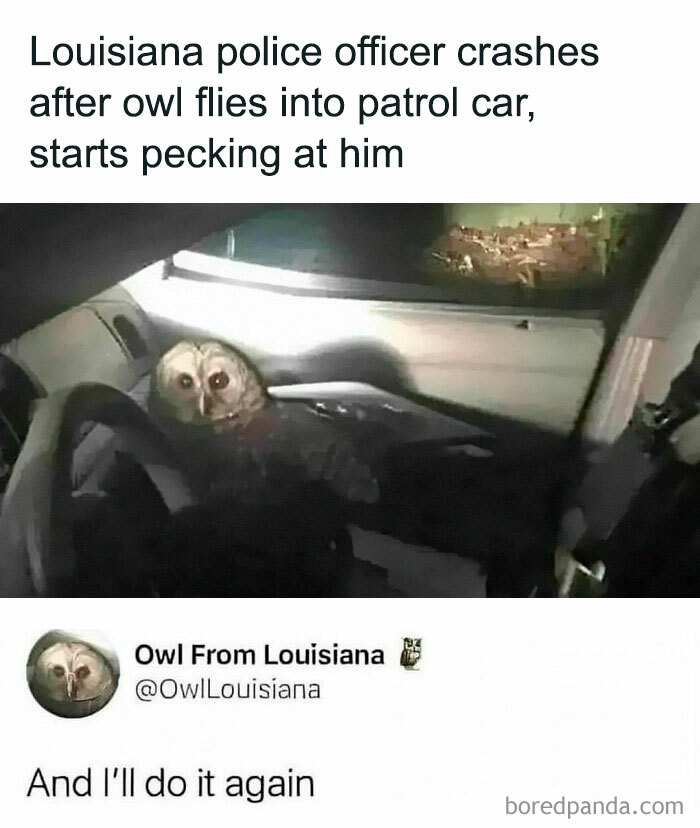 Louisiana police officer crashes after owl flies into patrol car, starts pecking at him
Owl From Louisiana
@OwlLouisiana
And I'll do it again animal meme