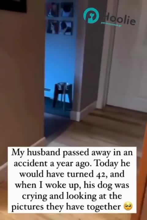 dog crying after owner passed away