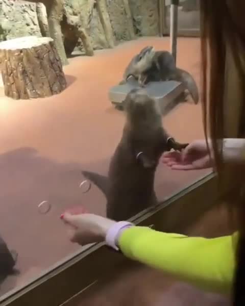 zoo holes that let you hold otters hands