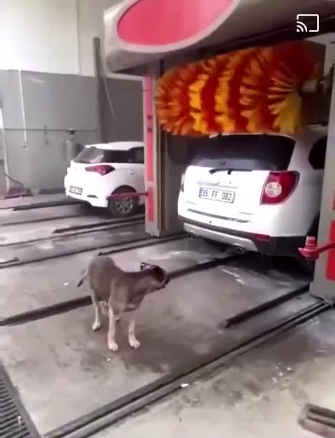 clever dog using the carwash