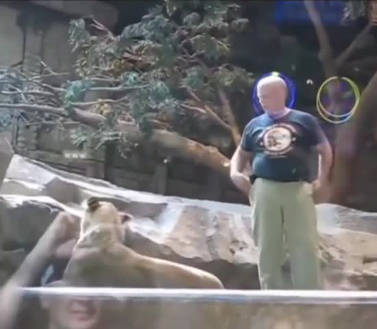 Las Vegas zookeeper attacked by lion, lioness comes to his aid