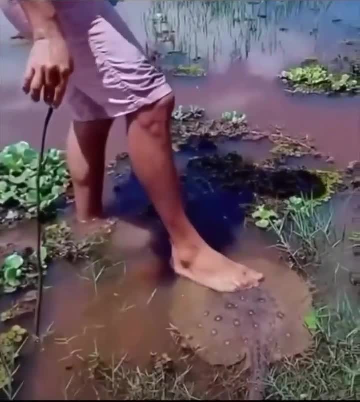 Guy gets stung by stingray