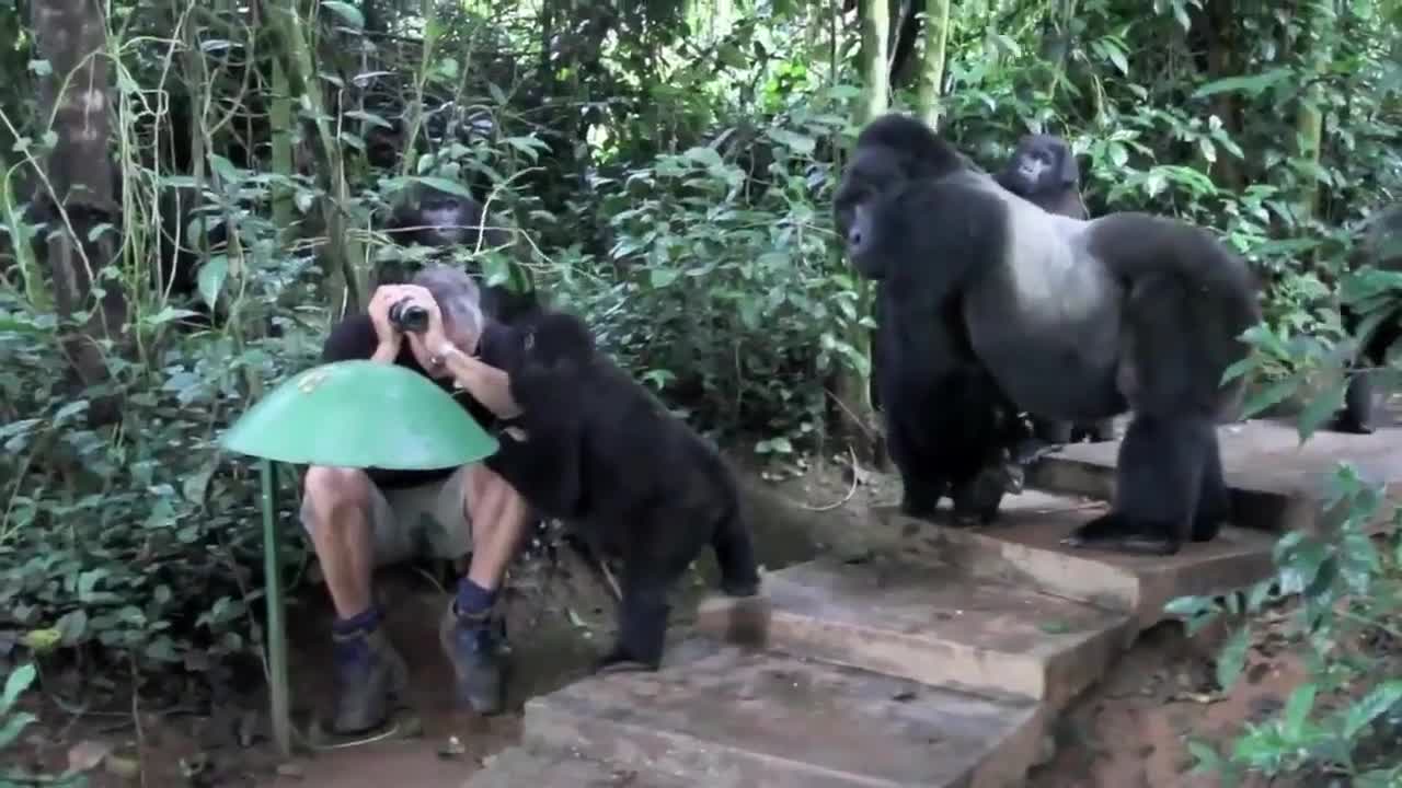 A silver back gorilla family checking out a wildlife photographer