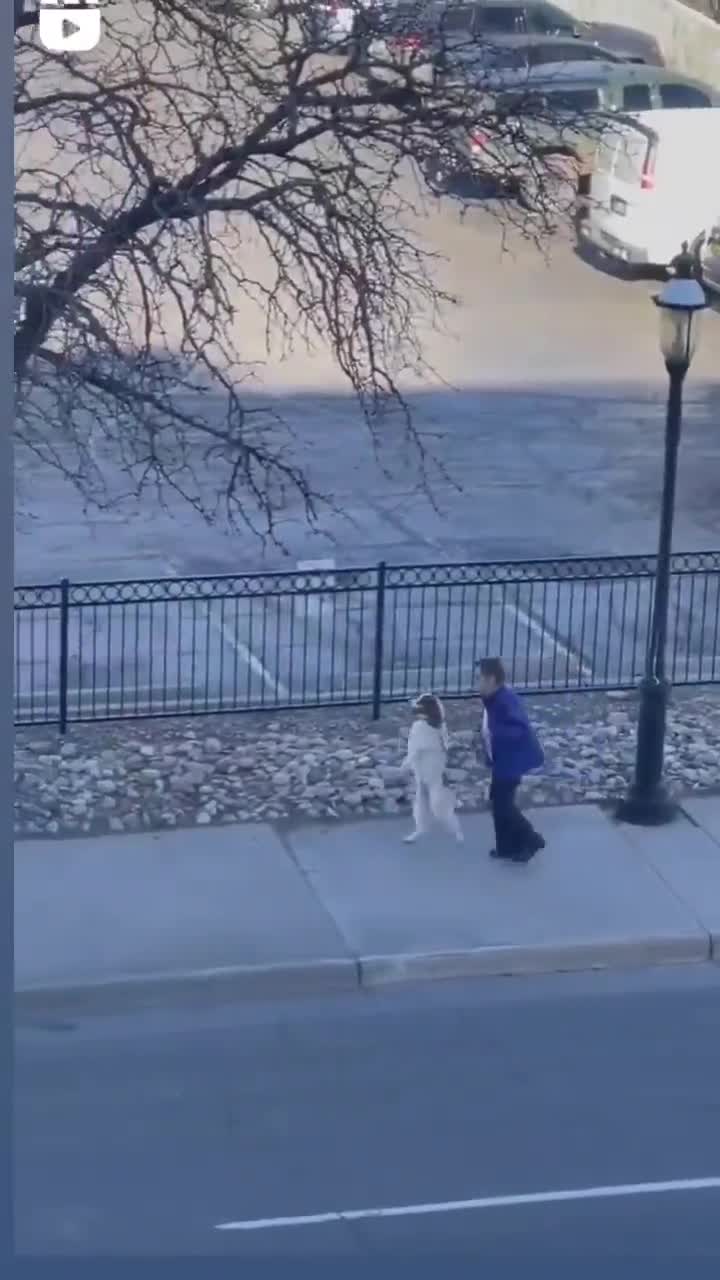 man literally walks his dog