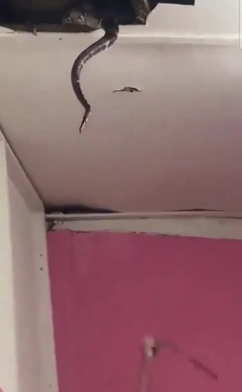 giant snake fell out of ceiling