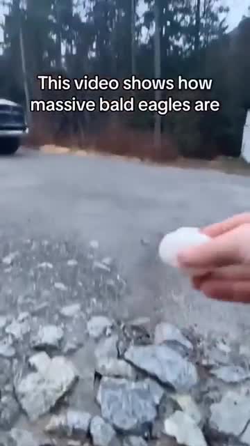 man feeds eggs to bald eagle animal