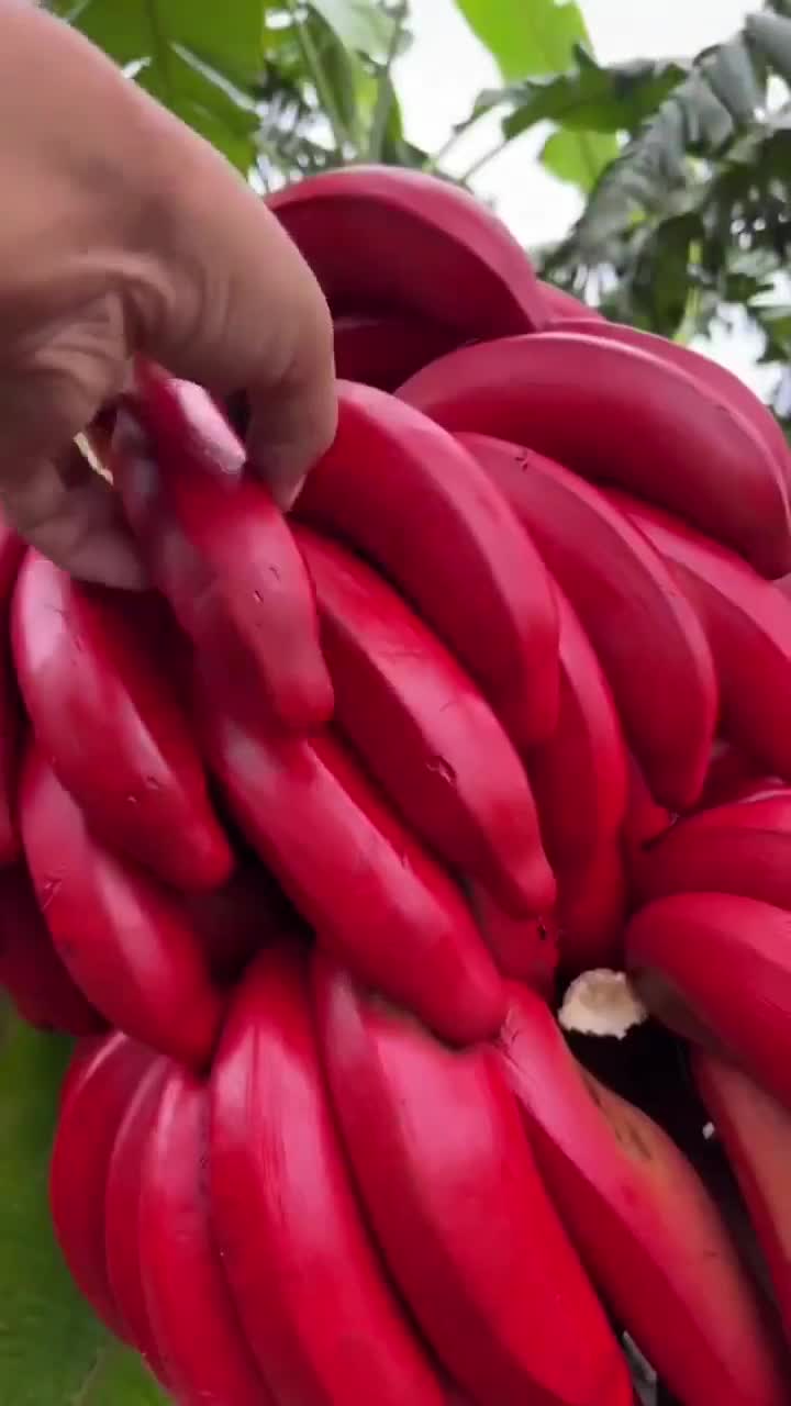 have you ever seen a red banana 