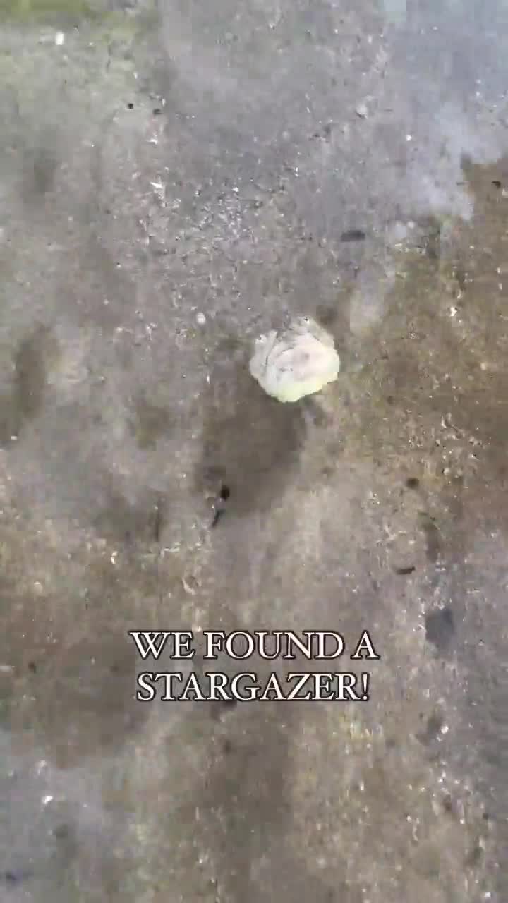 A stargazer fish. They bury themselves in the
sand with only their heads exposed and
seemingly 'gaze at the stars' while waiting their prey