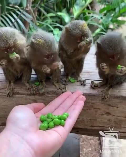 Pygmy marmosets are the smallest monkeys in the world, with an average weight of just 100g (3.5 oz)