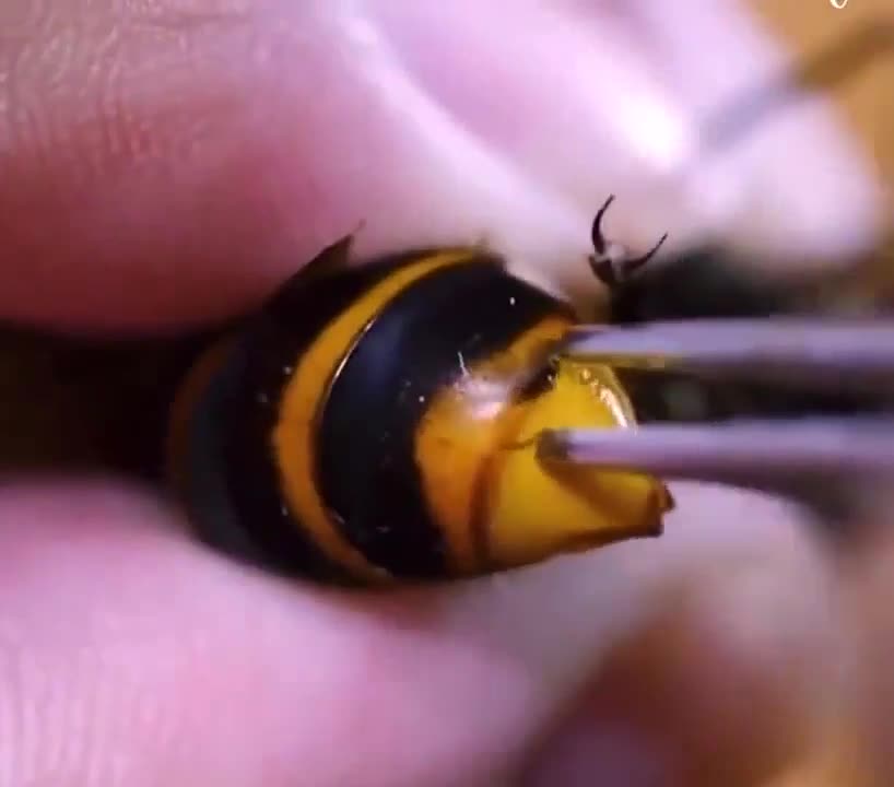 man removes a parasite from a wasp with tweezers