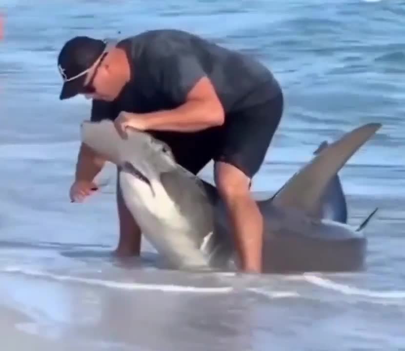 Kind gentlemen rescue a shark entangled in a fishing hook