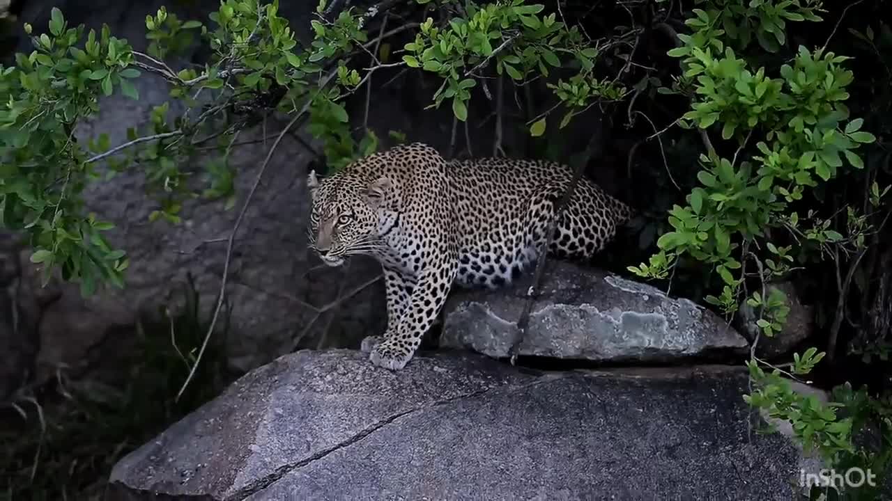 Leopard mom defends her cubs --hidden in
underbrush-- against a lioness that's twice her
size