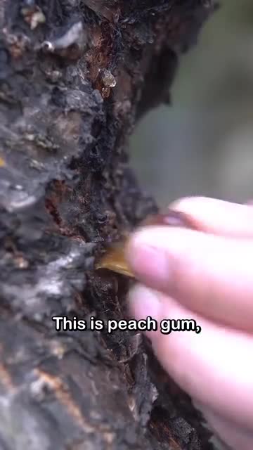 peach gum